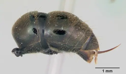 Neoponera schoedli - CASENT0428732