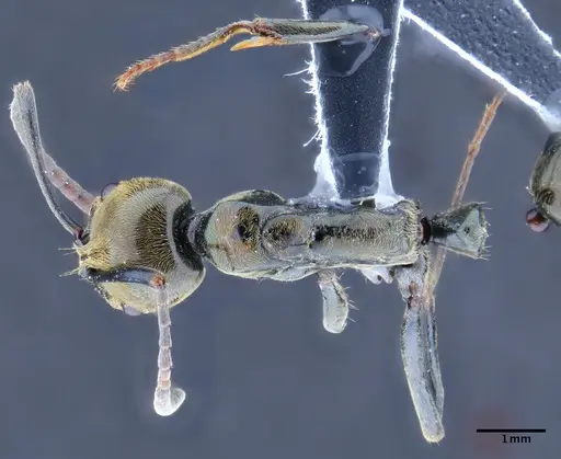 Neoponera schoedli - CASENT0649893