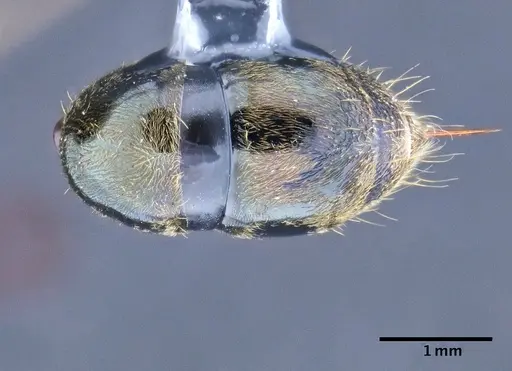 Neoponera schoedli - CASENT0649893