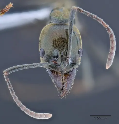 Neoponera schoedli - CASENT0649893