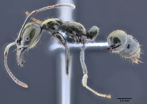 Neoponera schoedli - CASENT0649893
