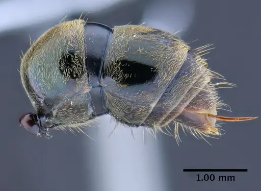 Neoponera schoedli - CASENT0649893