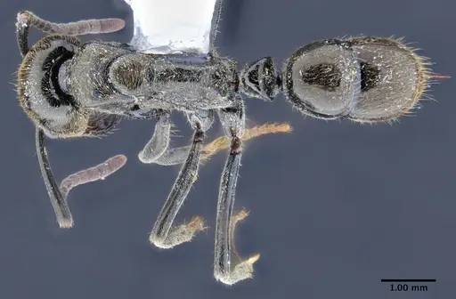 Neoponera schoedli - ICN003380