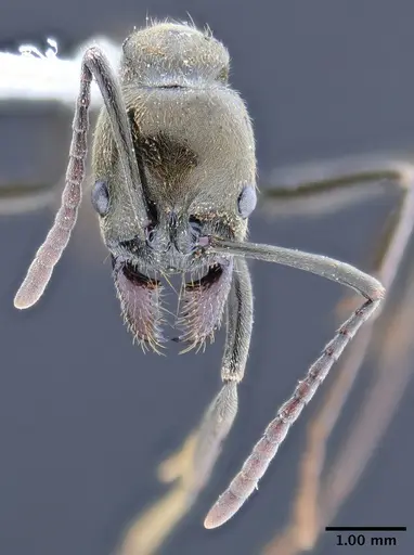 Neoponera schoedli - ICN003380