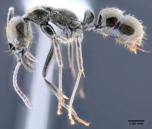 Neoponera schoedli - ICN003380