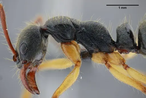 Neoponera schultzi - UFV-LABECOL-000499