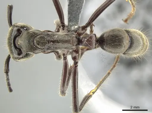 Neoponera solisi specimen