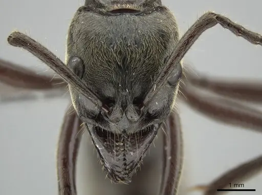 Neoponera solisi specimen