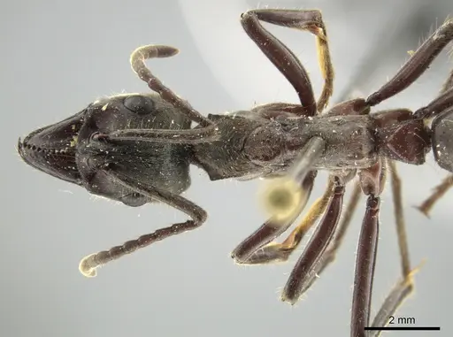 Neoponera solisi - INBIOCRI000312327