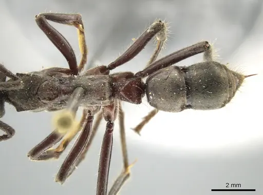 Neoponera solisi - INBIOCRI000312327