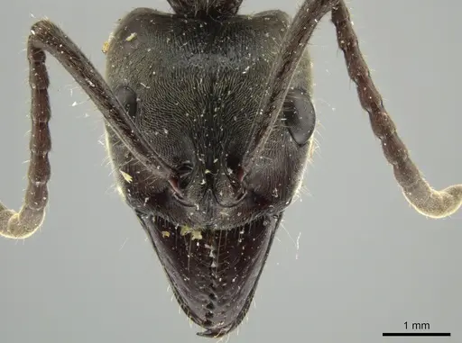 Neoponera solisi - INBIOCRI000312327