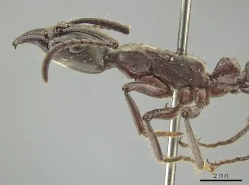 Neoponera solisi - INBIOCRI000312327
