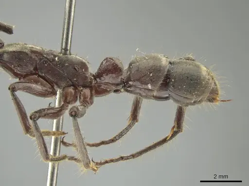 Neoponera solisi - INBIOCRI000312327