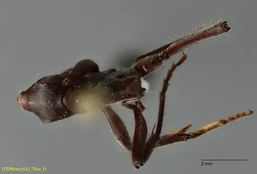 Neoponera solisi - UTEPENTO3532