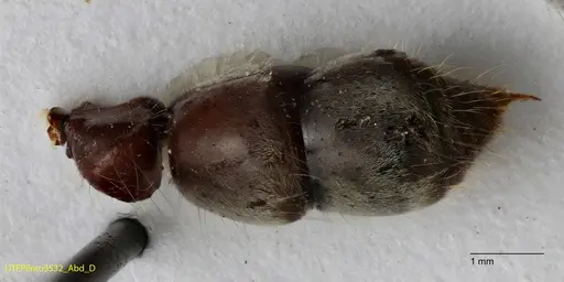 Neoponera solisi - UTEPENTO3532