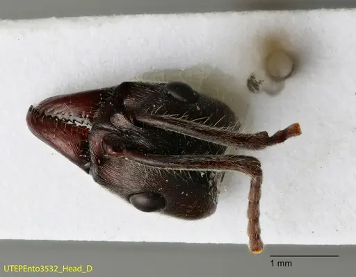 Neoponera solisi - UTEPENTO3532