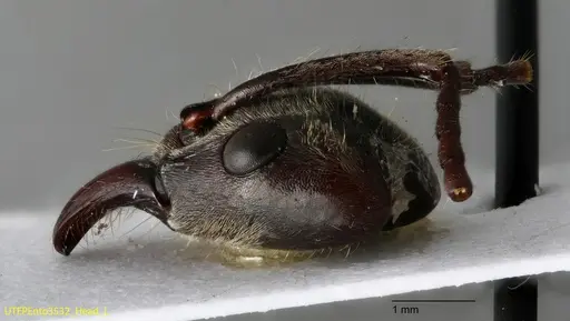 Neoponera solisi - UTEPENTO3532