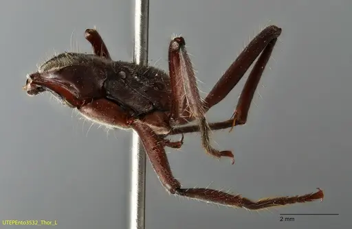 Neoponera solisi - UTEPENTO3532
