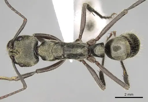 Neoponera theresiae specimen