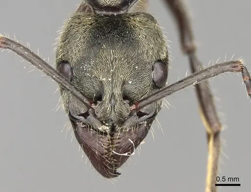 Neoponera theresiae specimen