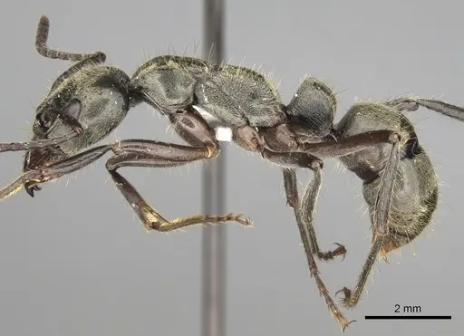 Neoponera theresiae specimen