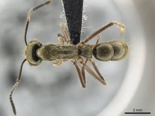 Neoponera theresiae - CASENT0649094