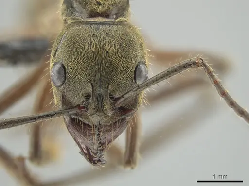 Neoponera theresiae - CASENT0649094