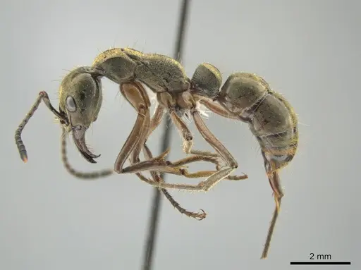 Neoponera theresiae - CASENT0649094