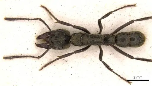 Neoponera theresiae - CASENT0907241