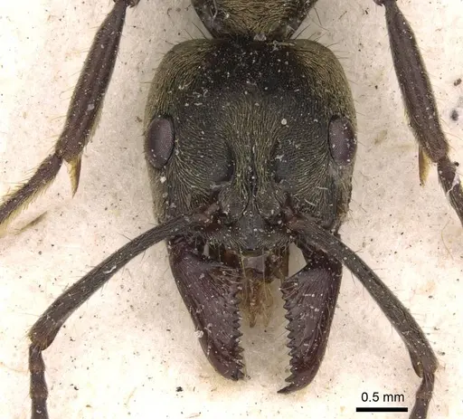Neoponera theresiae - CASENT0907241