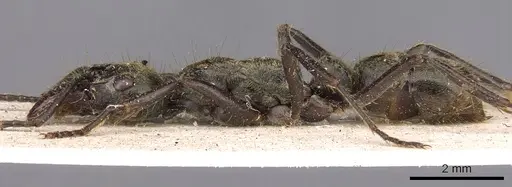 Neoponera theresiae - CASENT0907241