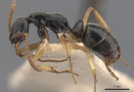 Neoponera venusta specimen