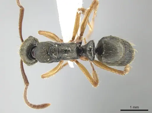 Neoponera venusta - DZUP549414