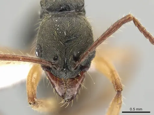 Neoponera venusta - DZUP549414