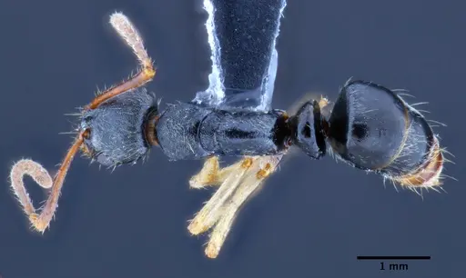 Neoponera venusta - UFV-LABECOL-000492