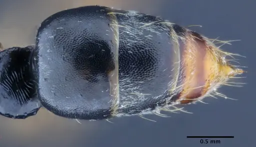 Neoponera venusta - UFV-LABECOL-000492