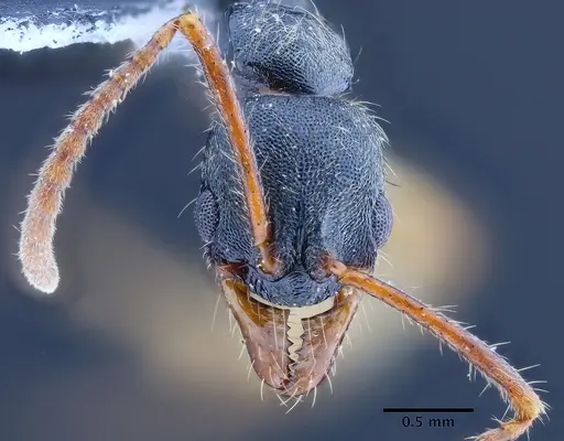 Neoponera venusta - UFV-LABECOL-000492