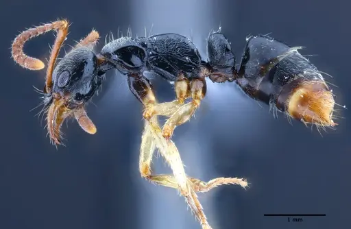 Neoponera venusta - UFV-LABECOL-000492