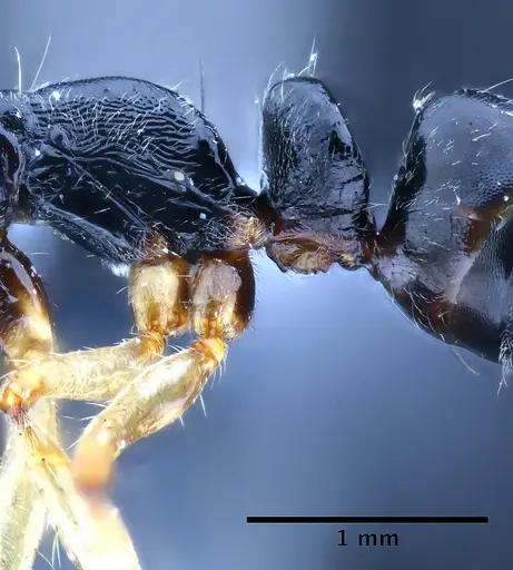 Neoponera venusta - UFV-LABECOL-000492