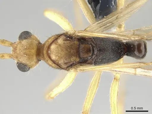 Neoponera venusta - UFV-LABECOL-001934