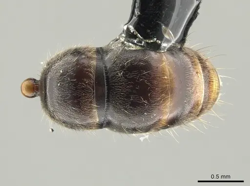 Neoponera venusta - UFV-LABECOL-001934