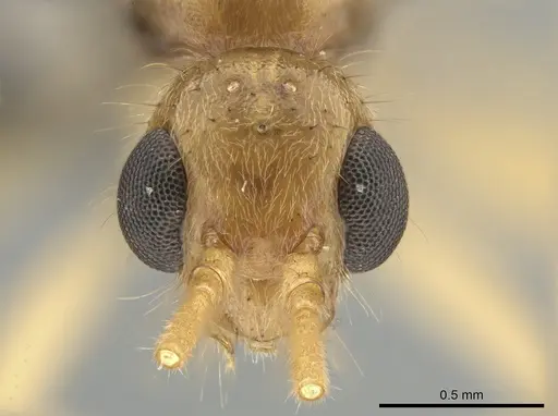 Neoponera venusta - UFV-LABECOL-001934