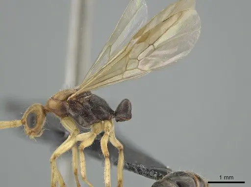Neoponera venusta - UFV-LABECOL-001934