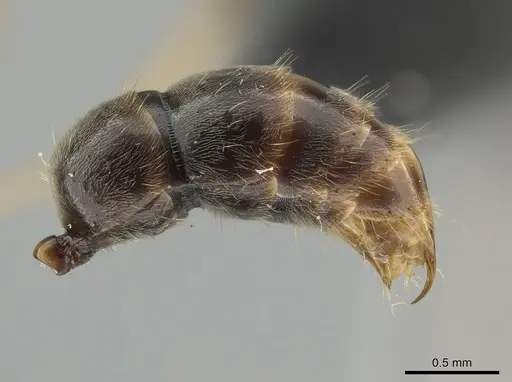 Neoponera venusta - UFV-LABECOL-001934