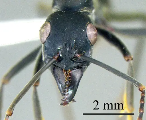 Neoponera verenae specimen