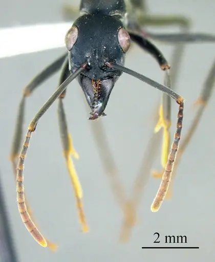Neoponera verenae specimen