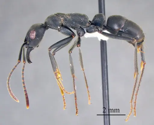 Neoponera verenae specimen