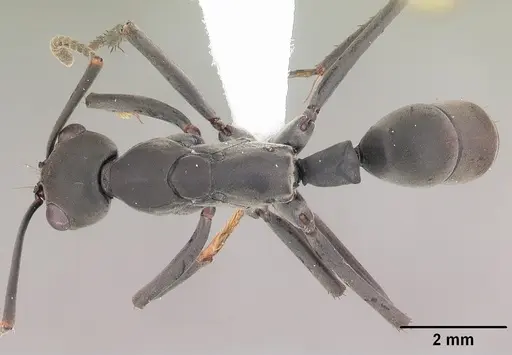 Neoponera verenae - CASENT0103061