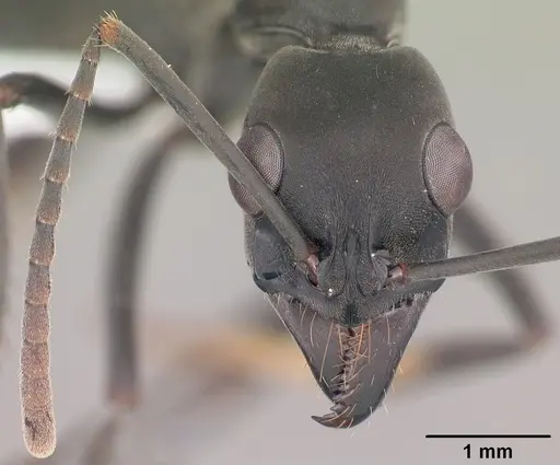 Neoponera verenae - CASENT0103061