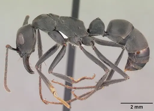 Neoponera verenae - CASENT0103061